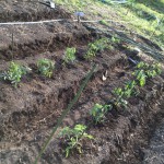 野菜の苗を植えました！
